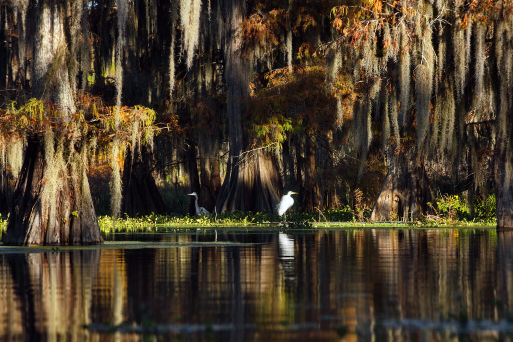 Things to do in Louisiana: Atchafalaya Basin