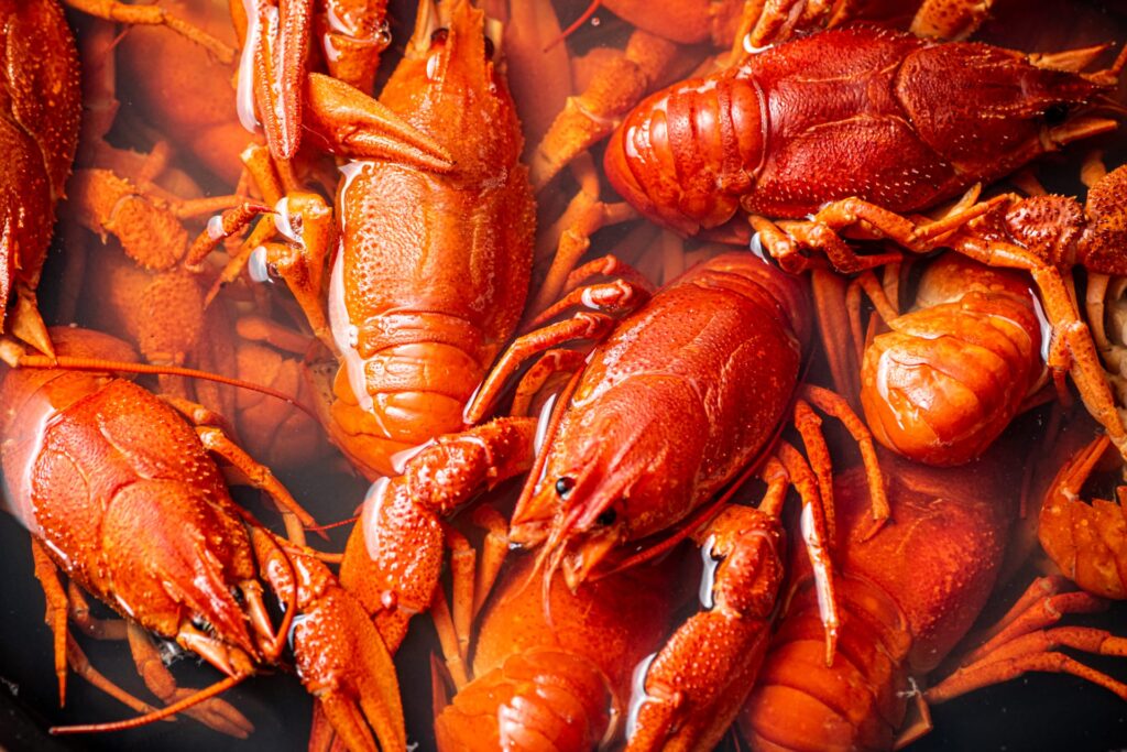 When is Crawfish Season in Louisiana