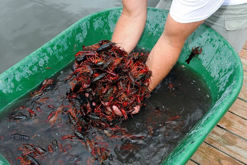 When is Crawfish Season in Louisiana: Crawfishing