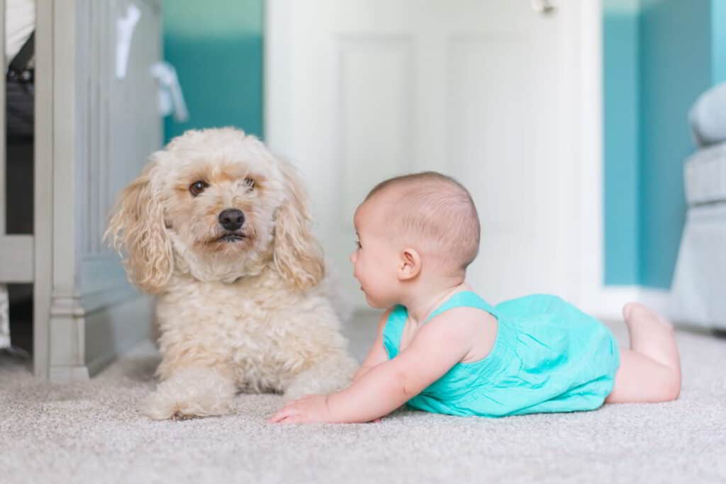 Carpet Cleaning in Gulfport