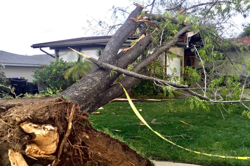 Expert Tree Services for storm cleanup