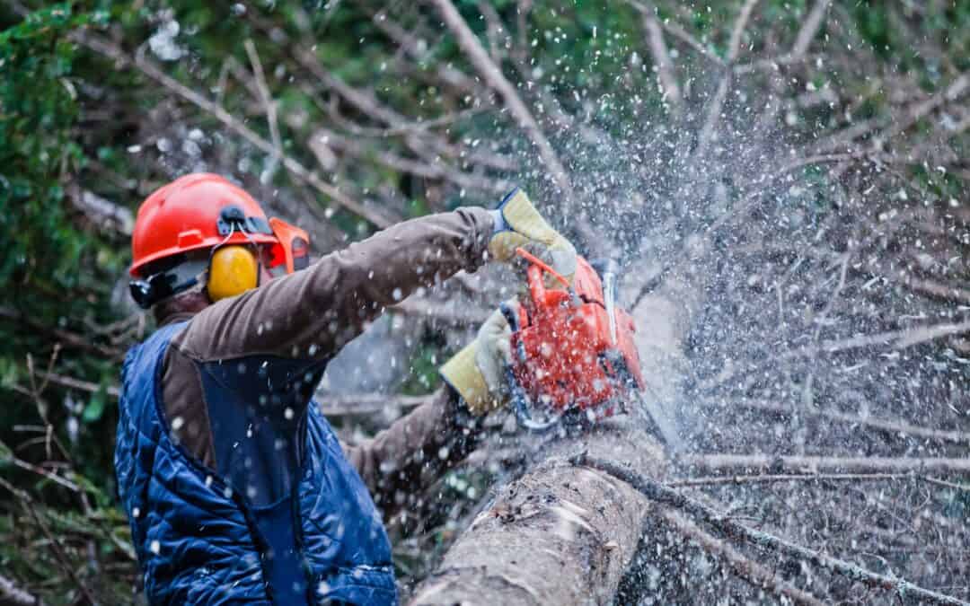 Expert Tree Service in Slidell