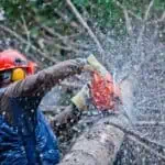 Expert Tree Service in Slidell