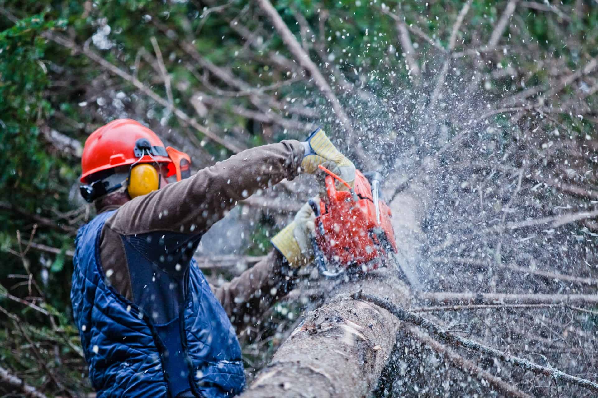 Expert Tree Service in Slidell