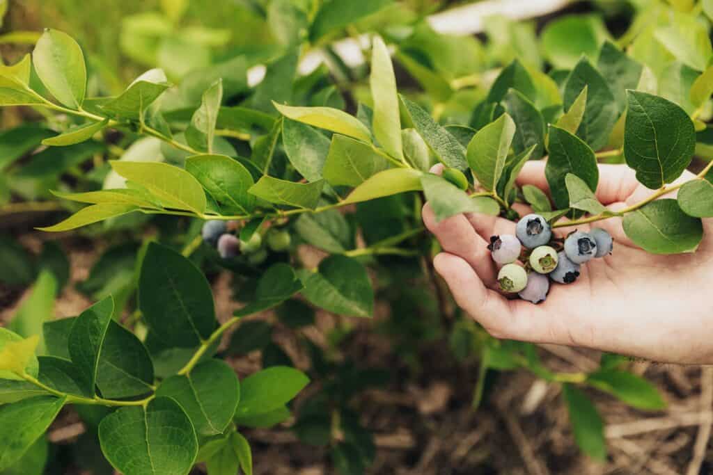 blueberry bushes in Louisiana