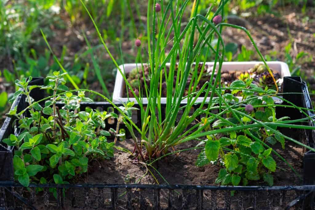 plant an herb garden in Louisiana 