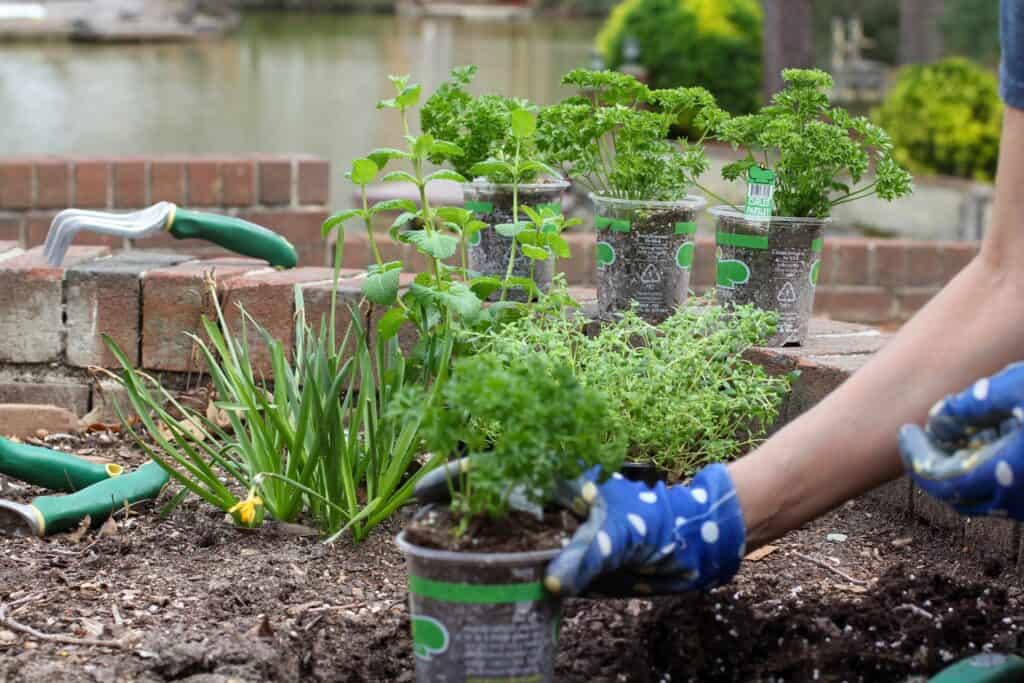 What to Plant During Springtime in Louisiana