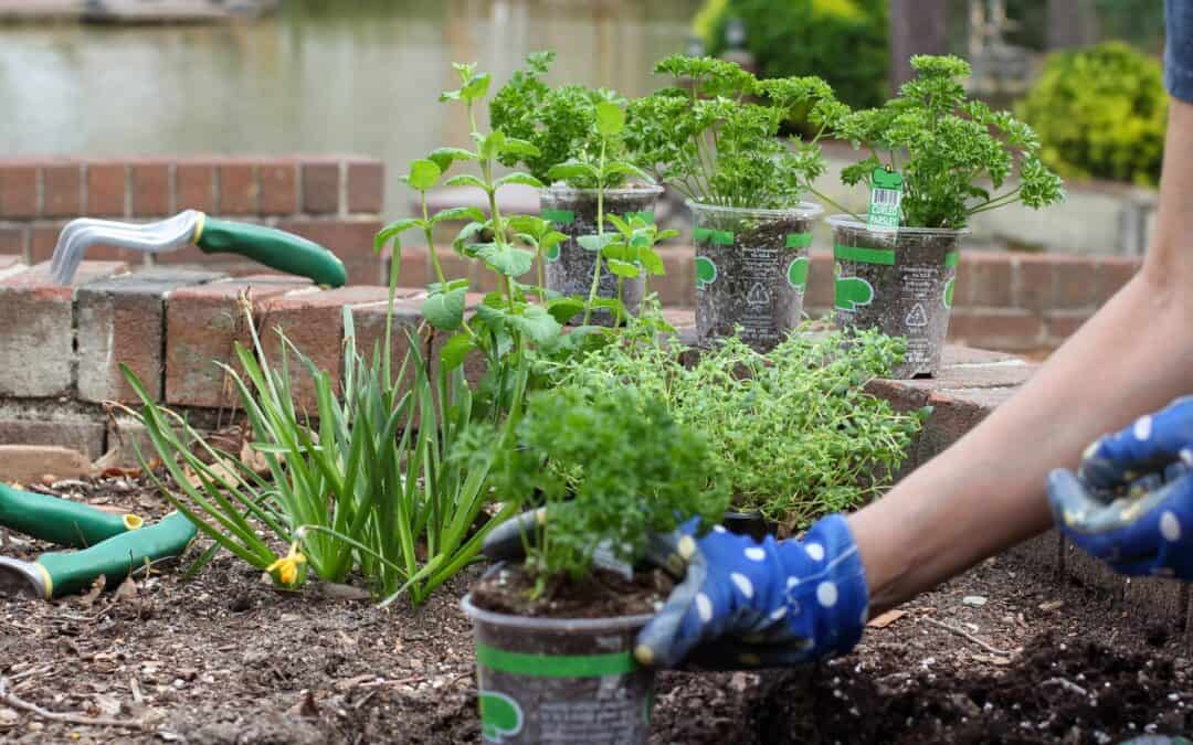 What to Plant During Springtime in Louisiana