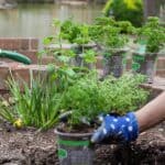 What to Plant During Springtime in Louisiana