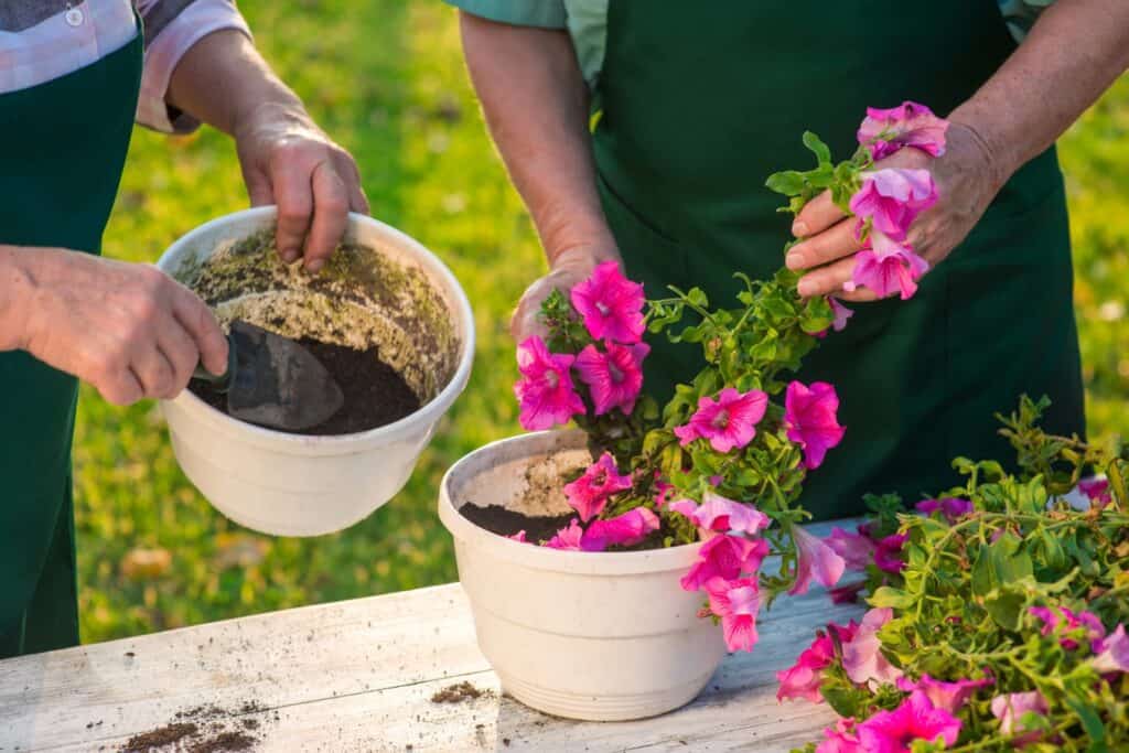 planting petunias in Louisiana