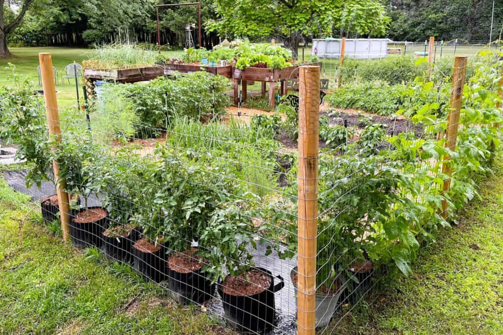 vegetable garden in Louisiana