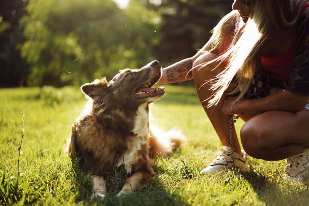 Dog boarding and training