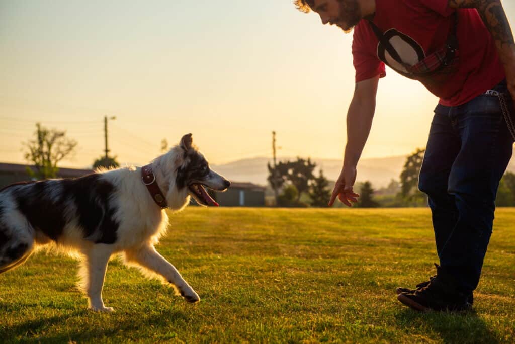 Dog boarding and training 2