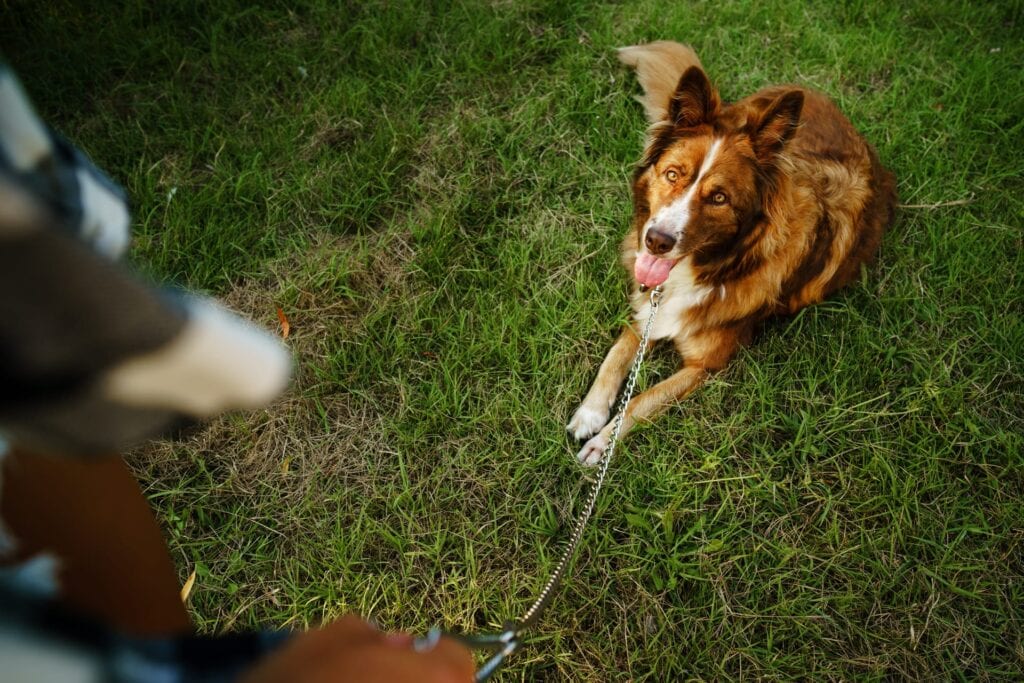 How to train a dog to walk on a leash 3