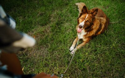 10 Dog Boarding and Training Benefits in One Reliable Environment