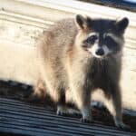 Animal Control for nuisance wildlife