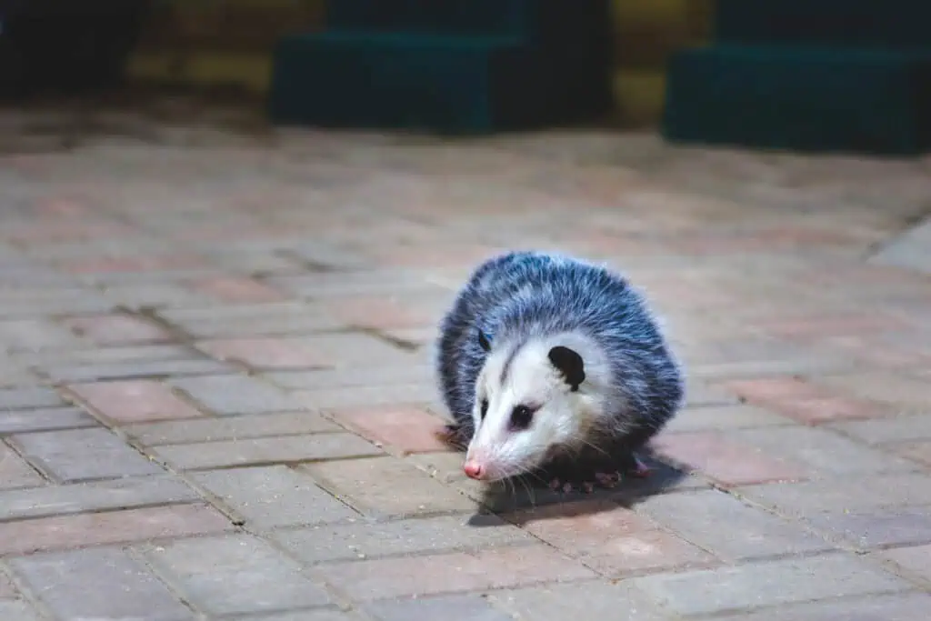 Animal Control for nuisance wildlife 3