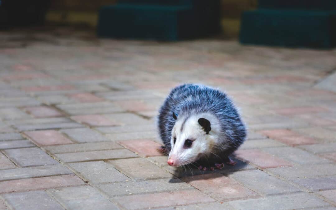 opossum
