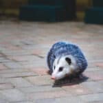 opossum